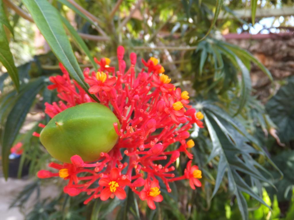 Pimento Lodge Resort Port Antonio Esterno foto