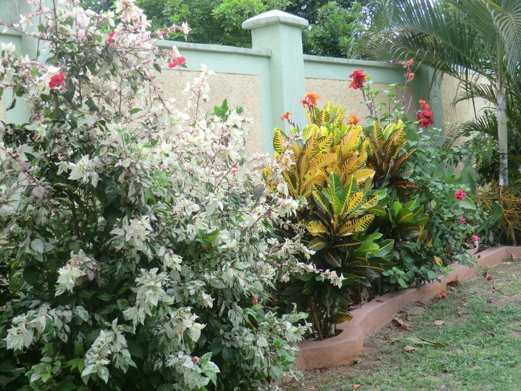 Pimento Lodge Resort Port Antonio Camera foto